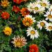 Gazania Seed Flower Mix