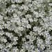 Gypsophila Repens White