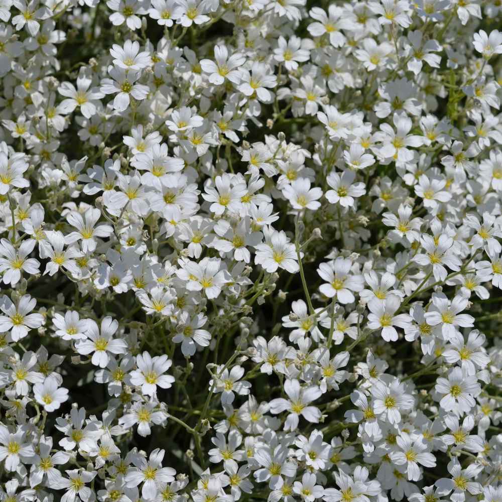 Drought-Tolerant Ground Cover