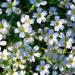 Gypsophila Repens White Flowers