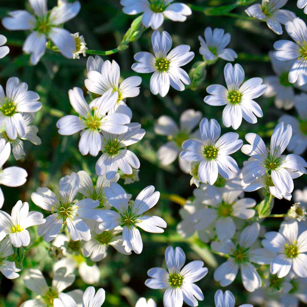 Baby's Breath Lady Lace - Gypsophila Seeds