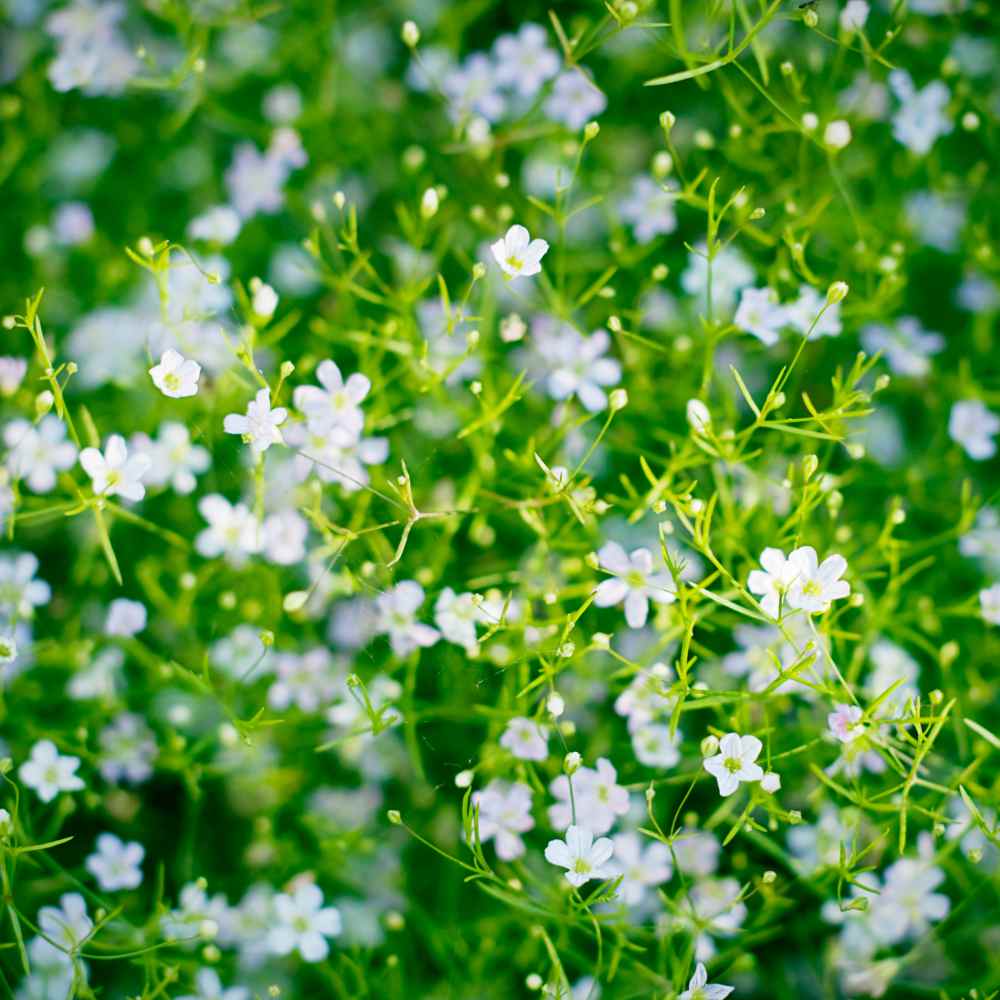 Creeping Babys Breath Ground Cover Seeds gypsophila Repens White