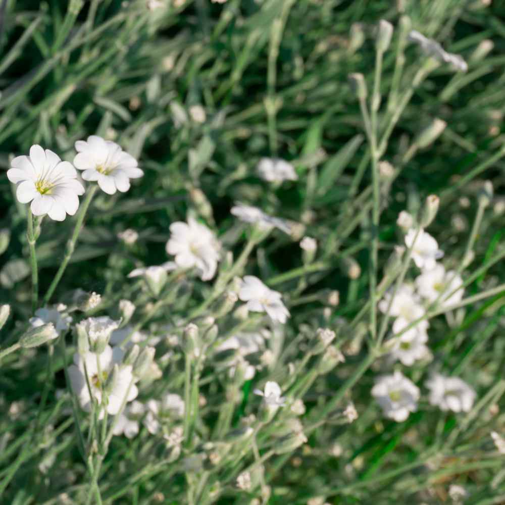Gypsophila White Flowering Ground Cover Plants