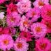 Portulaca Pink Mix