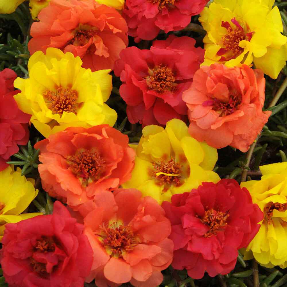 Portulaca Happy Hour Tropical Mix