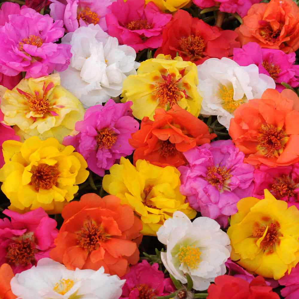 Portulaca Happy Trails Mix