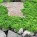 green carpet ground cover