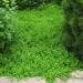 Herniaria Glabra Ground Cover Plants