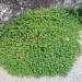 Herniaria Glabra Grass