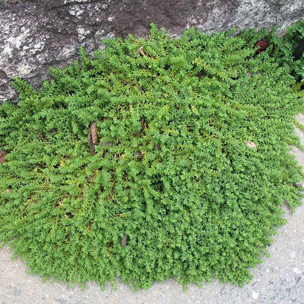 Herniaria Glabra Green Carpet Ground Cover Seeds Rupturewort