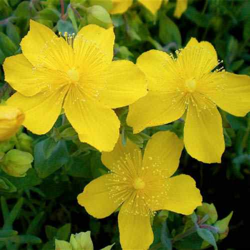 Hypericum Ground Cover Seed