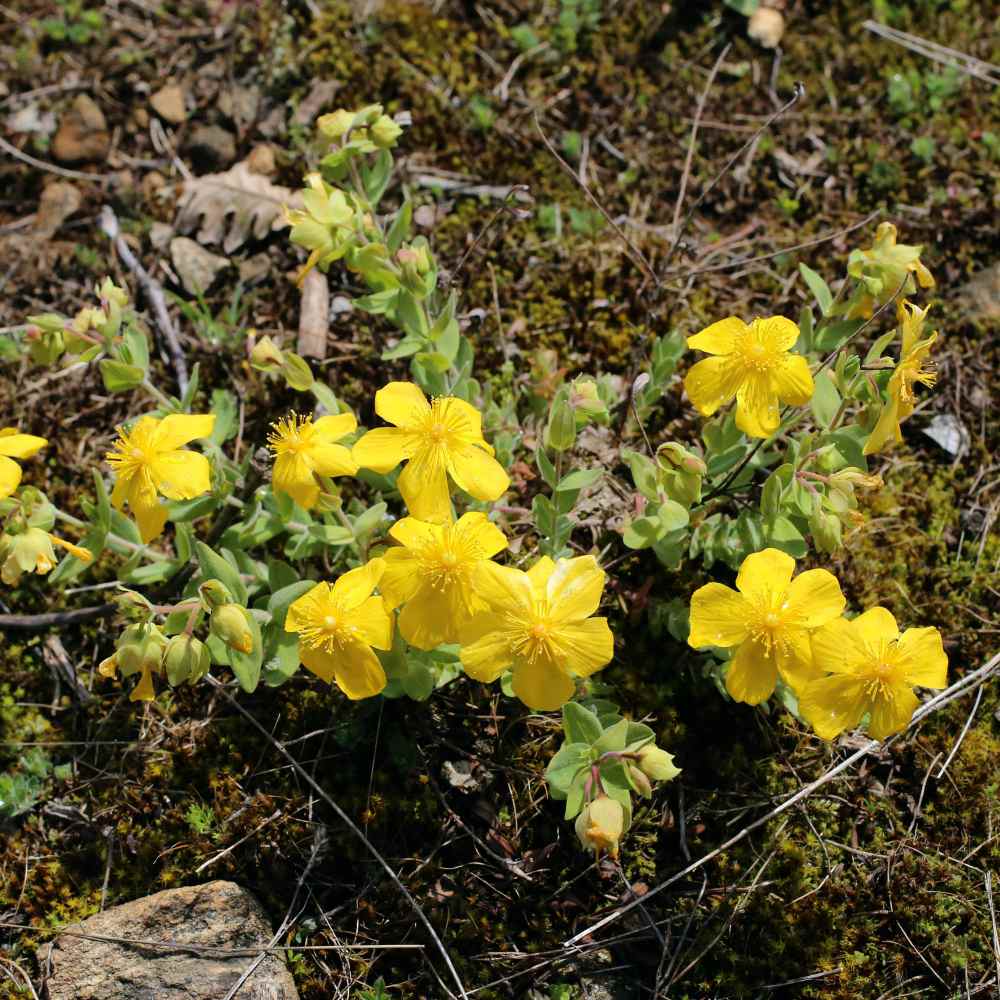 Perennial Hypericum Yellow Flowers