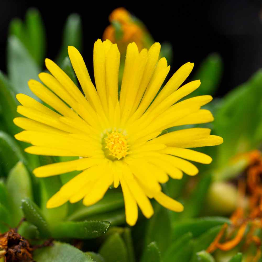 Ice Plant Seed Delosperma Ice Plant Yellow Ground Cover Seeds