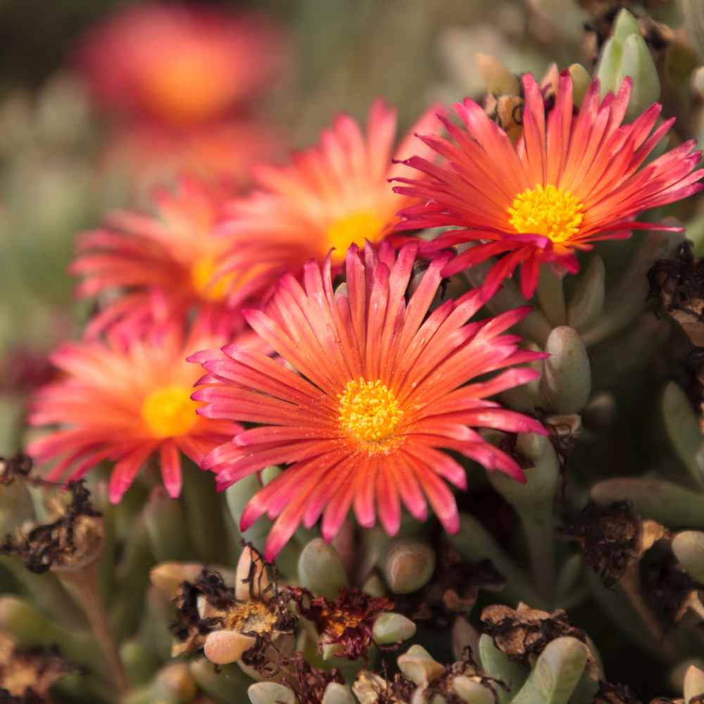 Ice Plant Orange Flowers