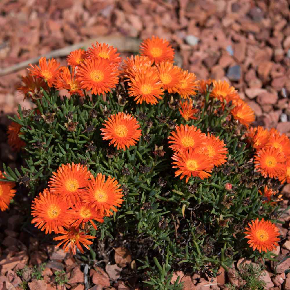 Ice Plant Orange Plants