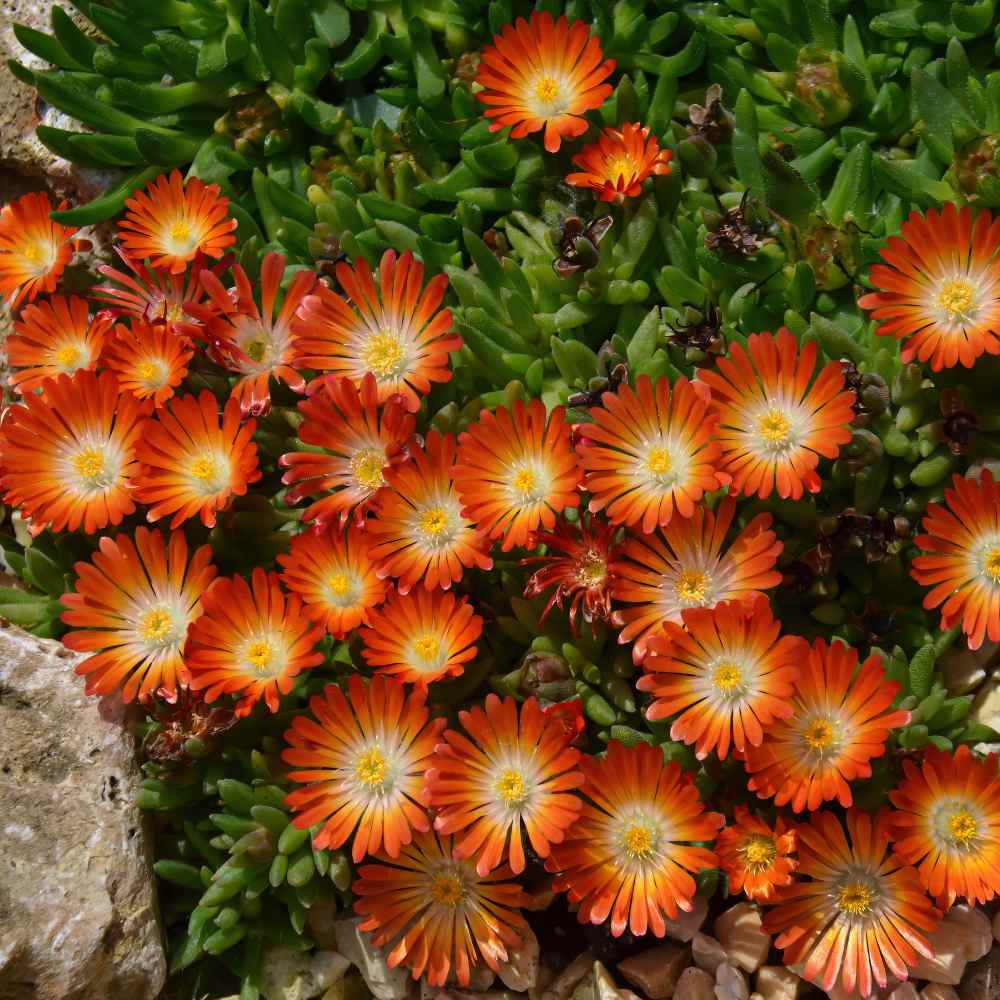 Ice Plant Orange Ground Cover