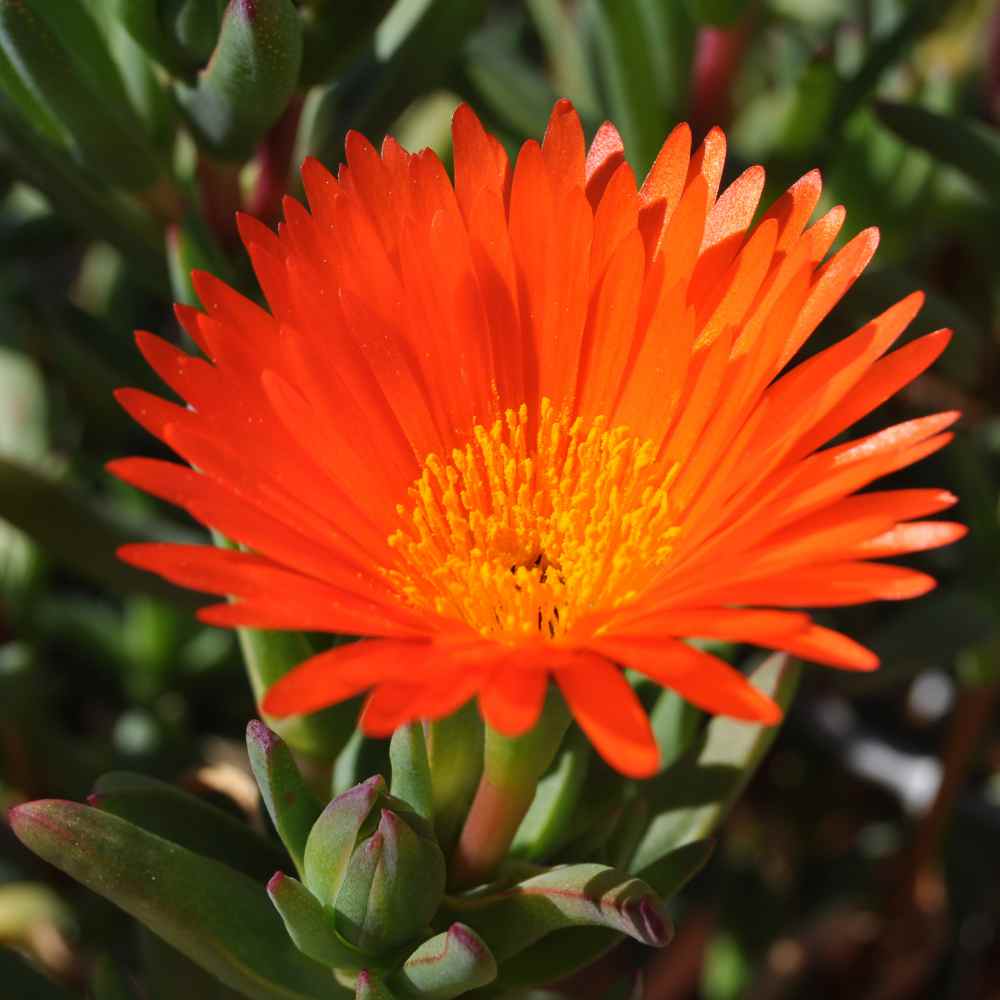 Ice Plant Orange Ground Cover Plants