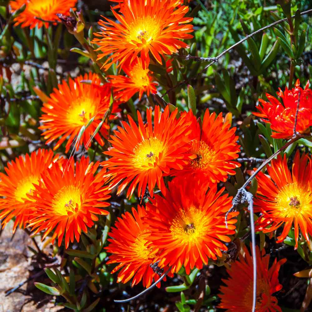 Dorotheanthus Bellidiformis Orange