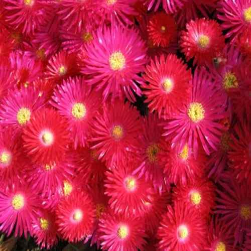 Ice Plant Gelato Red Groundcover Plant Seeds