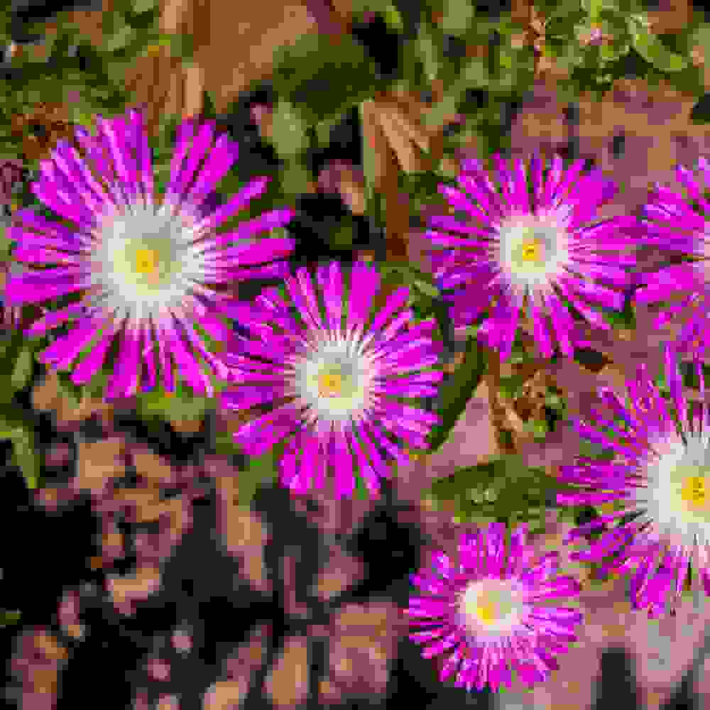 Ice Plant Seeds Delosperma Floribundum Stardust Ground Cover Seed