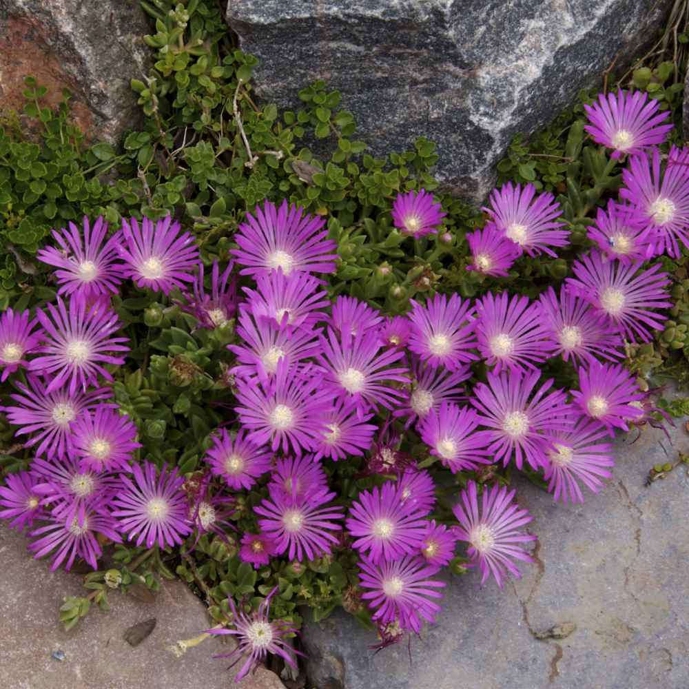 Ice Plant Seeds Delosperma Cooperi Table Mountain Ground Cover Seed