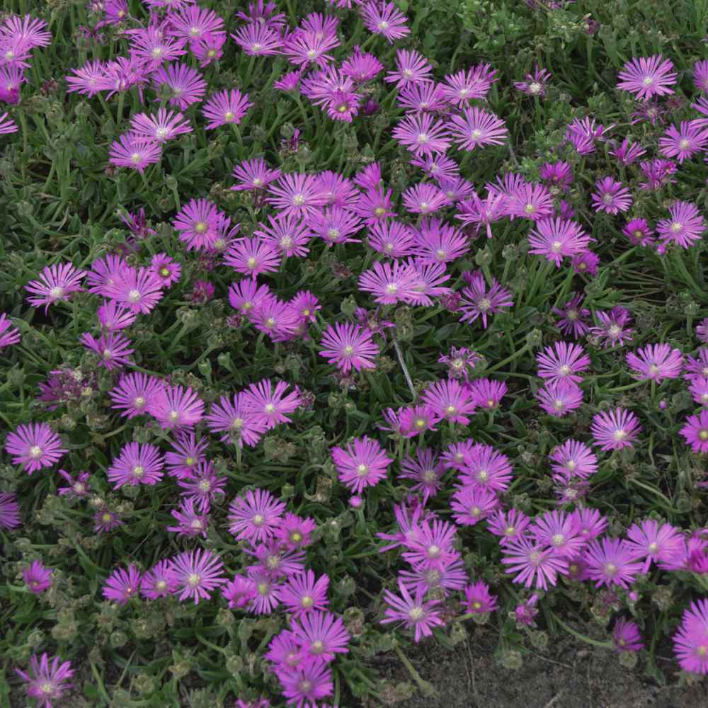 Ice Plant Delosperma Cooperi Table Mountain Drought Tolerant Ground Cover Plant Seed Ice Plant Delosperma Cooperi Table Mountain Drought Tolerant Ground Cover Plant Seed