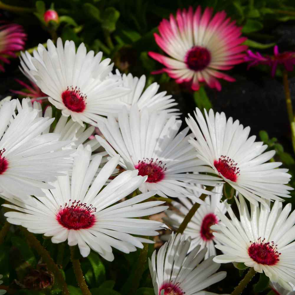 Ice Plant White Ground Cover Plants