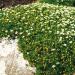 irish moss groundcover 2 inches tall