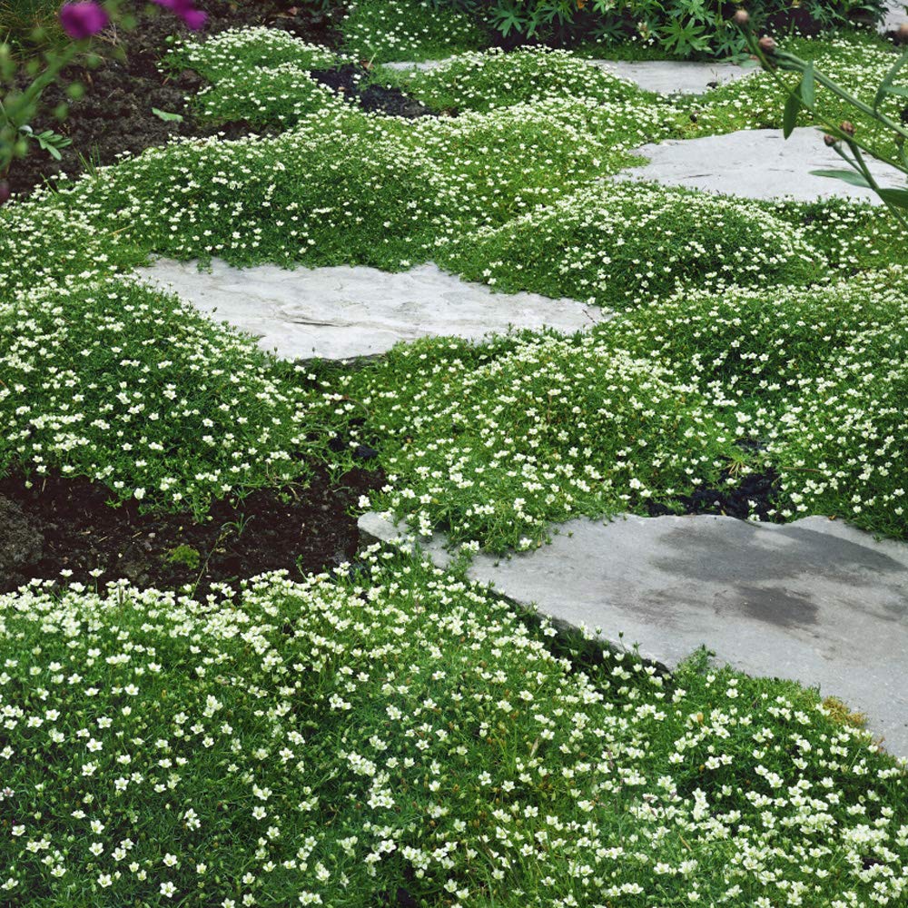 Perennial Irish Moss Seed Packet
