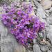 Perennial Alpine Toadflax