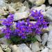 Alpine Toadflax Ground Cover Plant Seed