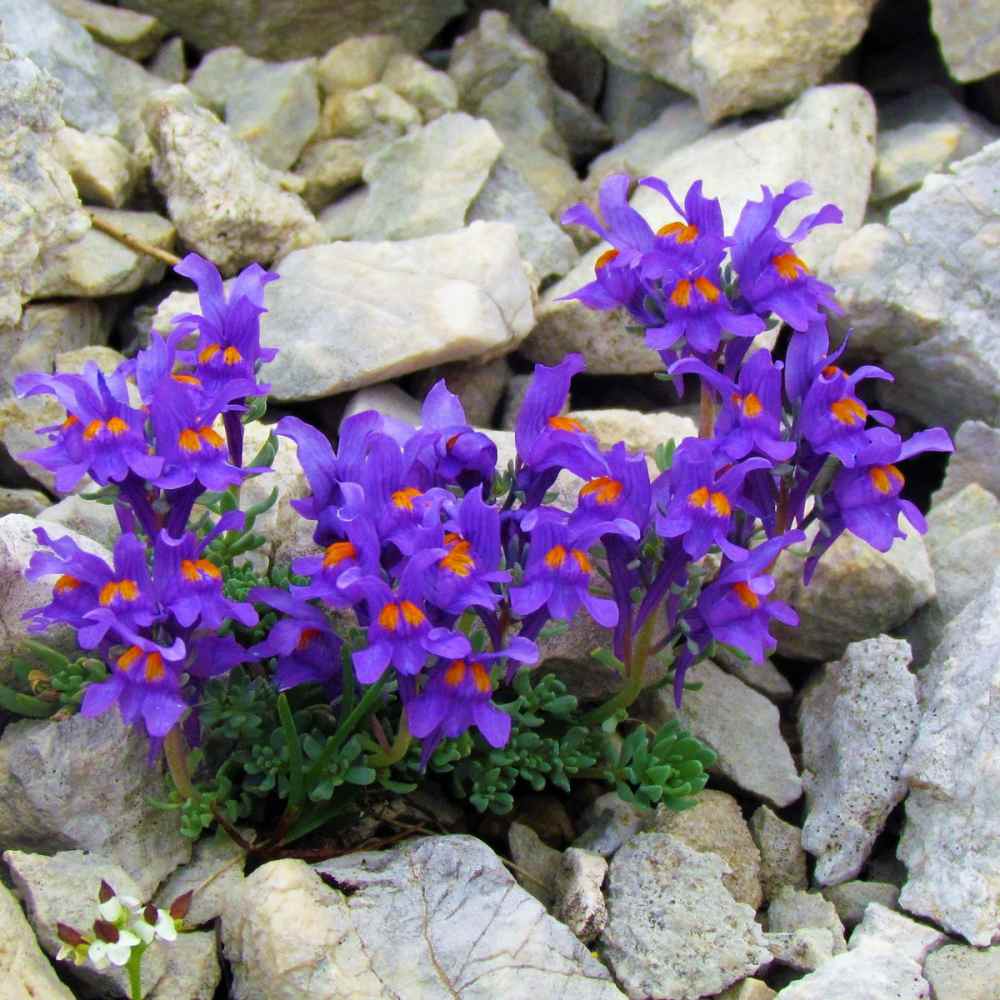 Unique Ground Cover