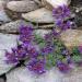 Linaria Alpina Toadflax Groundcover Seed