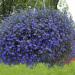 Lobelia Blue Carpet Flowers