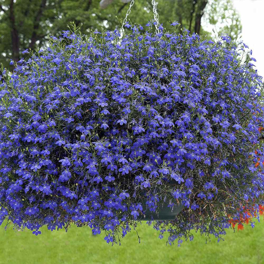 Lobelia Seeds Erinus Blue Carpet Ground Cover Seed Lobelia Erinus Blue Carpet Ground Cover