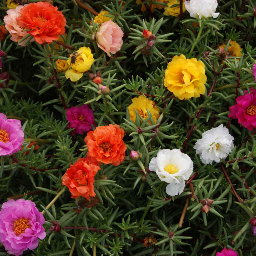 Portulaca Grandiflora Ground Cover