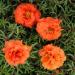 Orange Moss Rose Ground Cover