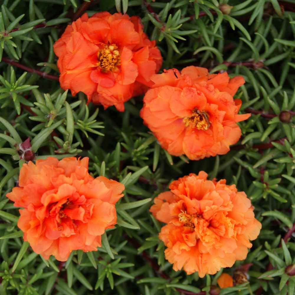 Orange Moss Rose Seed - Orange Portulaca Ground Cover Seeds