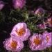 Pink Moss Rose Flowers