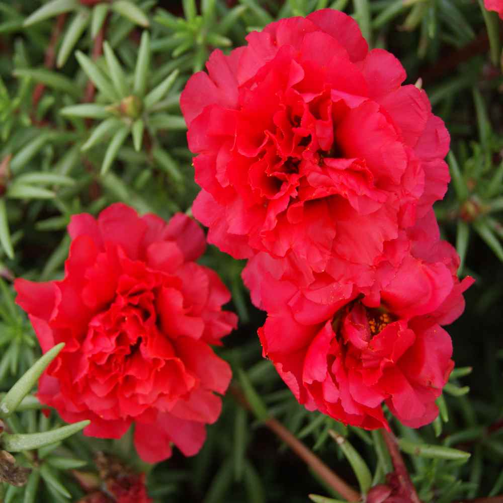 Red Moss Rose Seeds Red Portulaca Ground Cover Seed