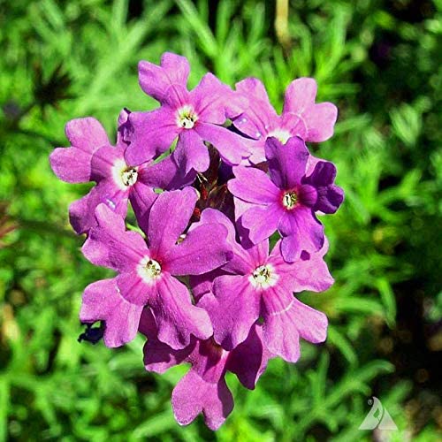 Verbena Seeds | Moss