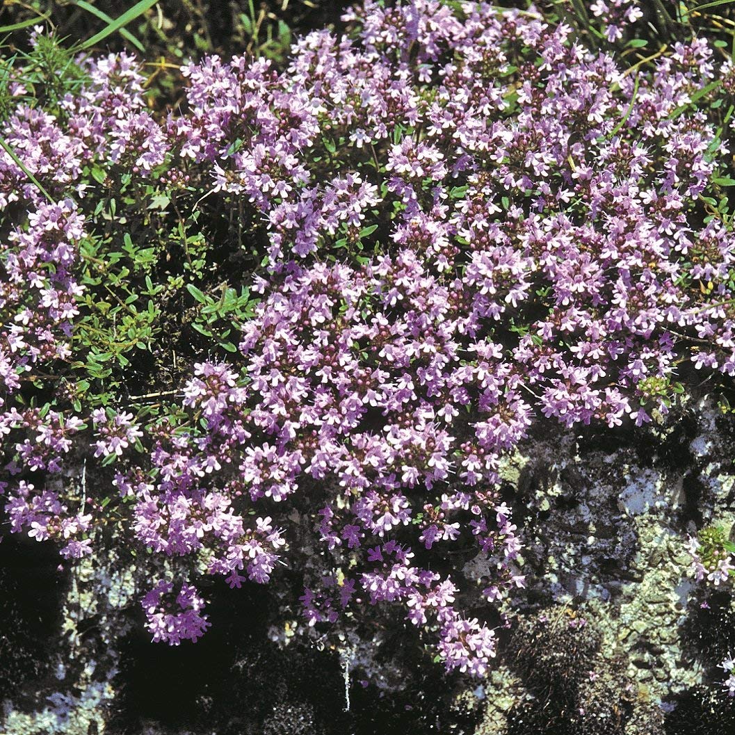 creeping thyme mother flowers