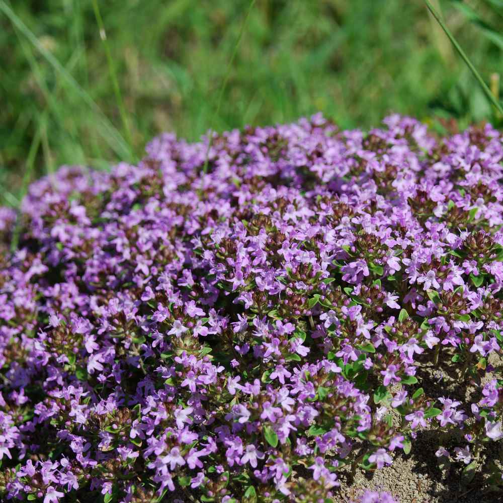 Creeping Thyme Seeds Thymus Serpyllum, Creeping Thyme Ground Cover Seeds