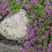 Mother of Thyme Ground Cover