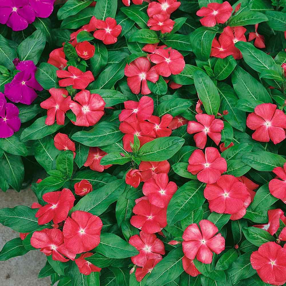 Periwinkle Victory Apricot Flower Bed