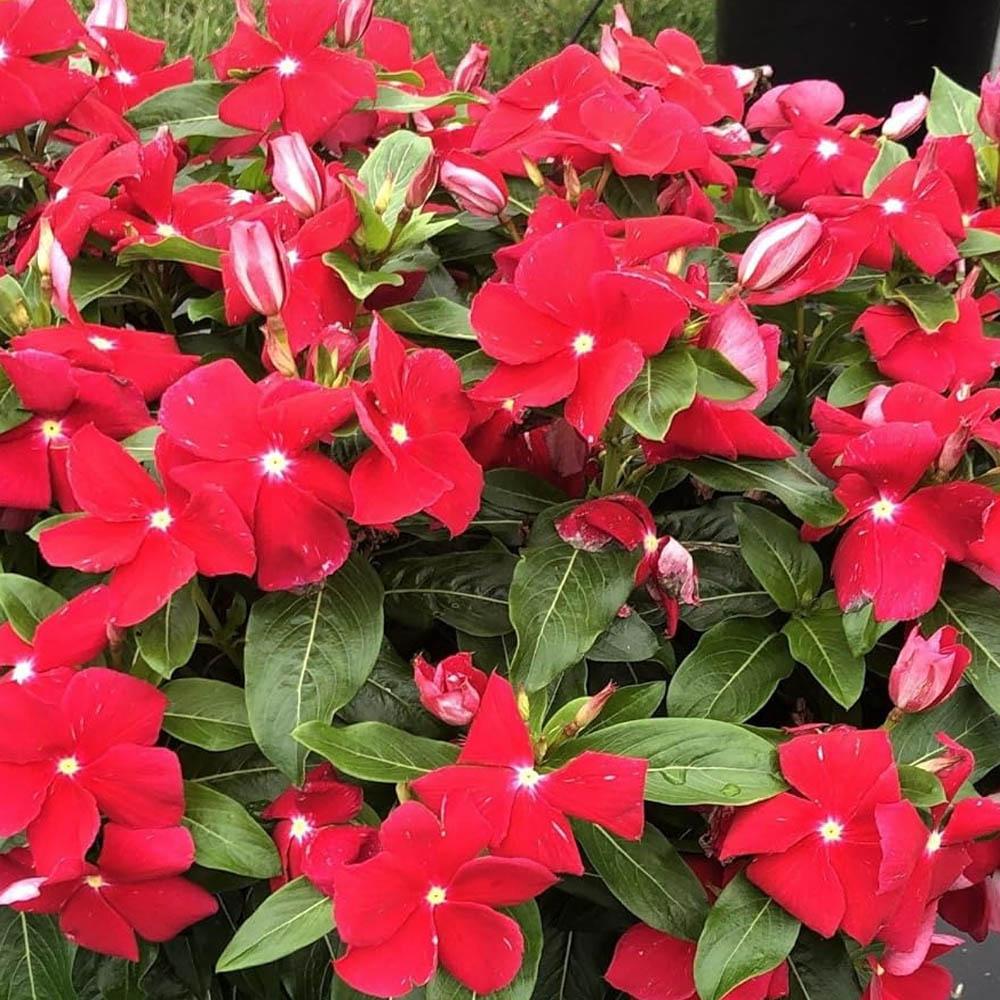 Vinca Cora Red Flowers