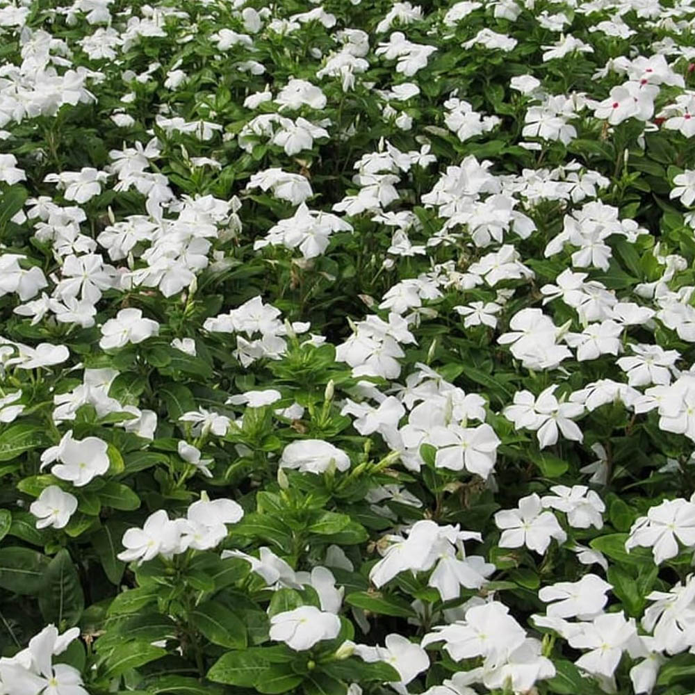 Vinca White Ground Covers