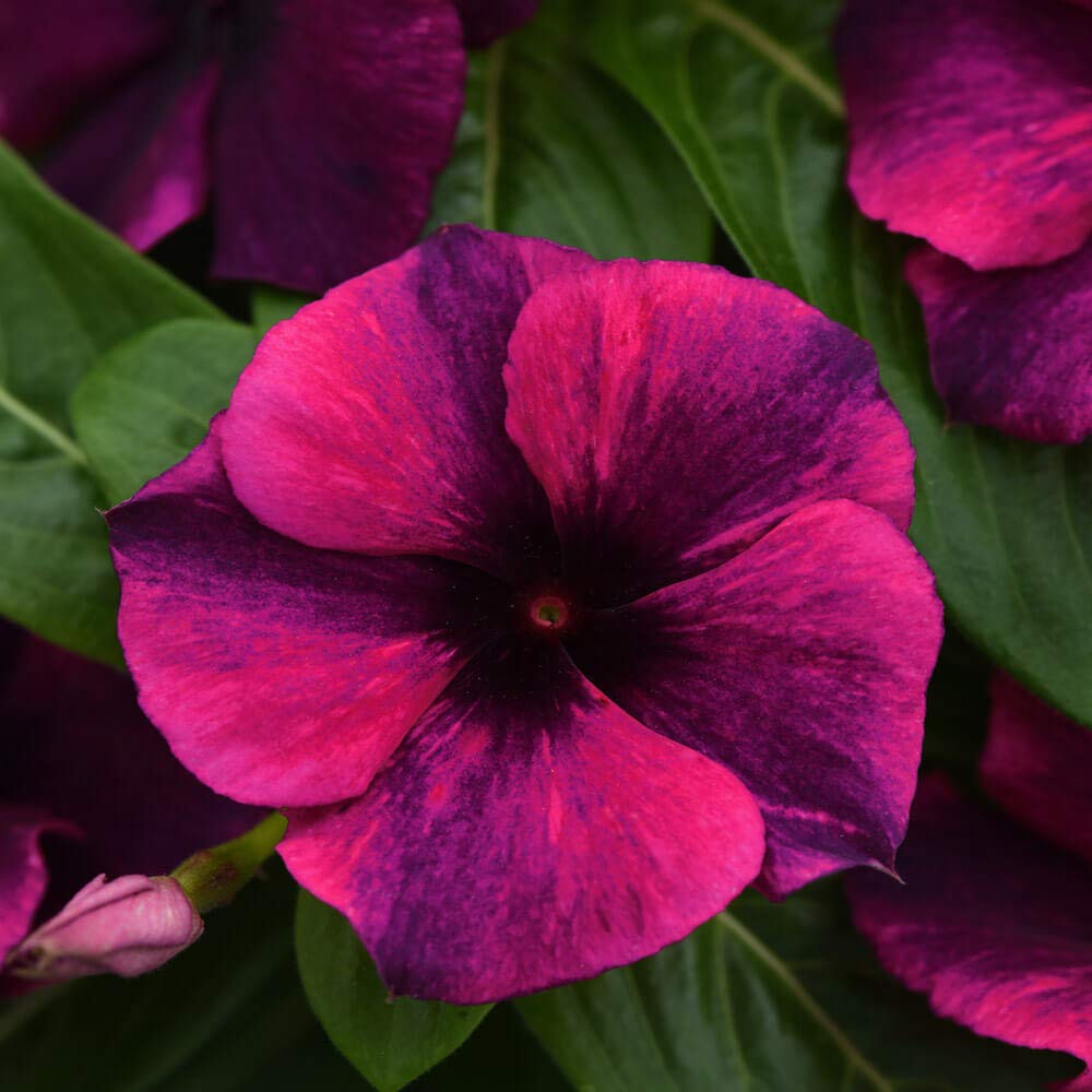 Periwinkle Black Cherry Seeds