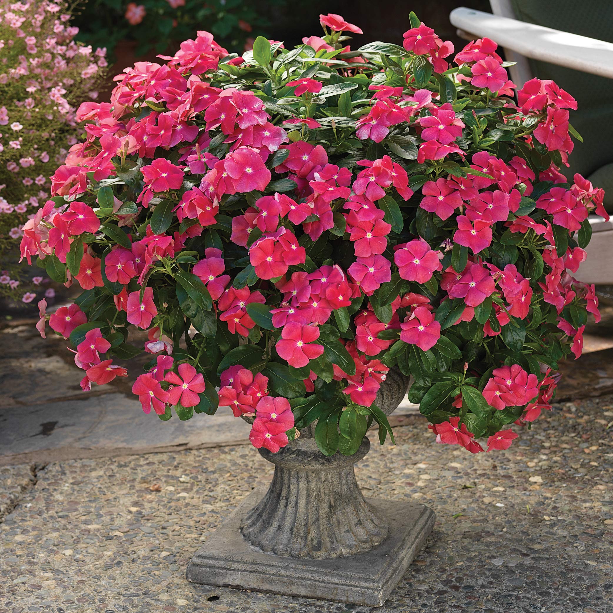 Vinca Cora Cascade Cherry Seeds