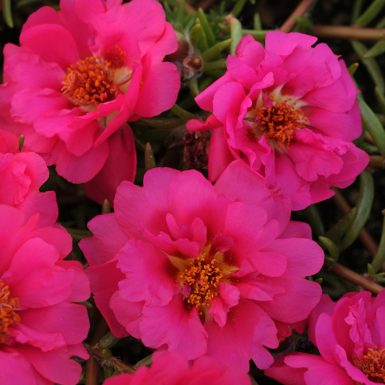 Portulaca Fuchsia Succulent